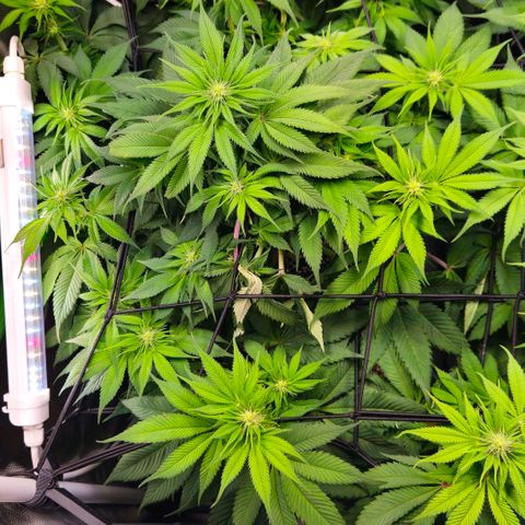Cherry Poppers 2.1-3 growlog timeline photo