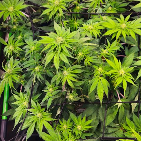 Cherry Poppers 2.1-3 growlog timeline photo
