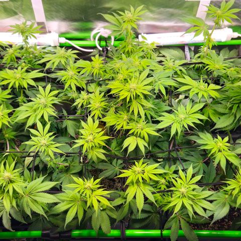 Cherry Poppers 2.1-3 growlog timeline photo