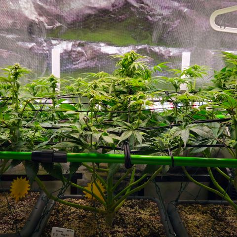 Cherry Poppers 2.1-3 growlog timeline photo