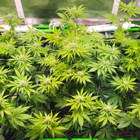 Cherry Poppers 2.1-3 growlog timeline photo