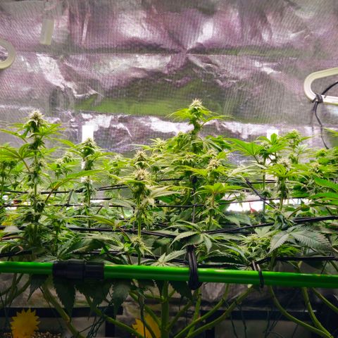 Cherry Poppers 2.1-3 growlog timeline photo
