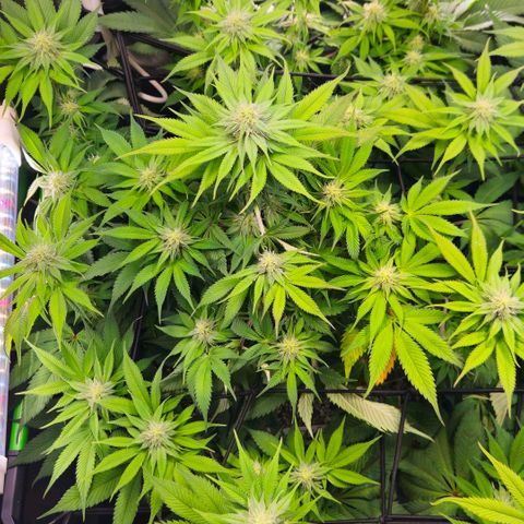 Cherry Poppers 2.1-3 growlog timeline photo