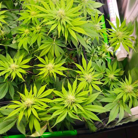 Cherry Poppers 2.1-3 growlog timeline photo