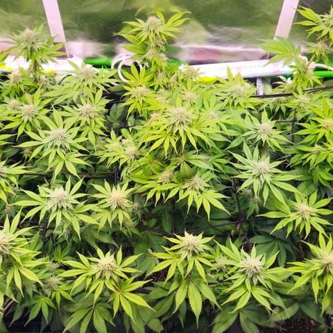 Cherry Poppers 2.1-3 growlog timeline photo