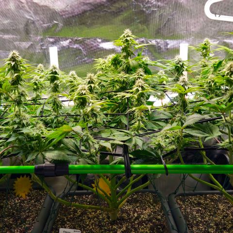 Cherry Poppers 2.1-3 growlog timeline photo