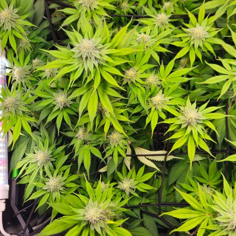 Cherry Poppers 2.1-3 growlog timeline photo
