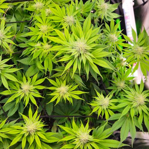 Cherry Poppers 2.1-3 growlog timeline photo
