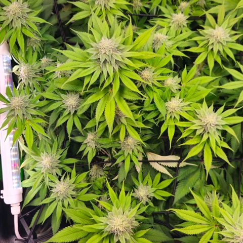 Cherry Poppers 2.1-3 growlog timeline photo
