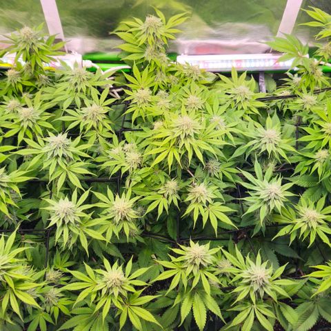 Cherry Poppers 2.1-3 growlog timeline photo