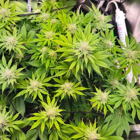 Cherry Poppers 2.1-3 growlog timeline photo