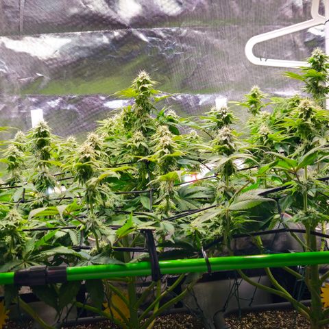 Cherry Poppers 2.1-3 growlog timeline photo
