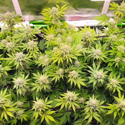Cherry Poppers 2.1-3 growlog timeline photo