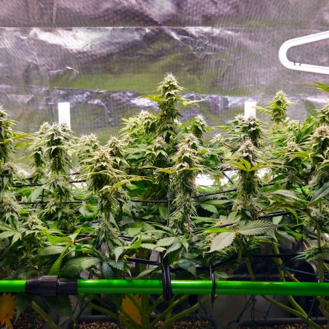 Cherry Poppers 2.1-3 growlog timeline photo