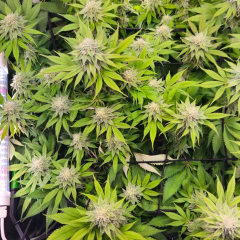 Cherry Poppers 2.1-3 growlog timeline photo