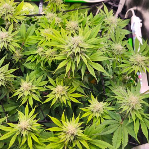 Cherry Poppers 2.1-3 growlog timeline photo