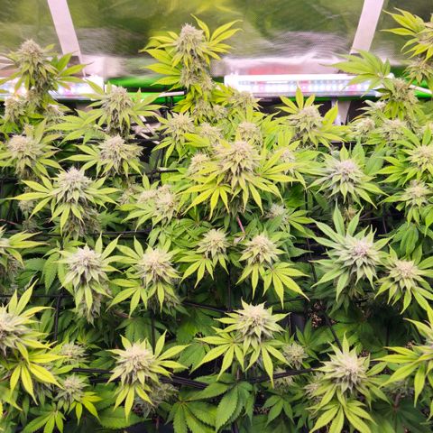 Cherry Poppers 2.1-3 growlog timeline photo