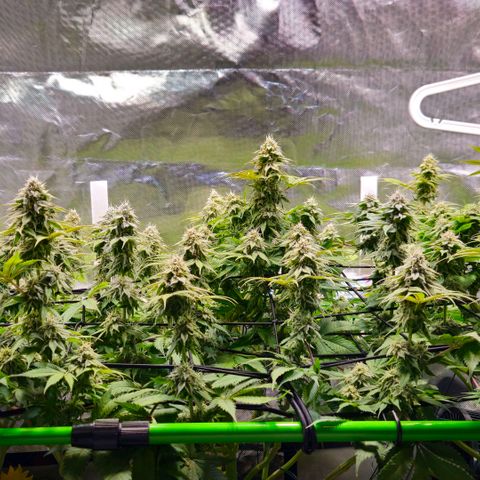 Cherry Poppers 2.1-3 growlog timeline photo