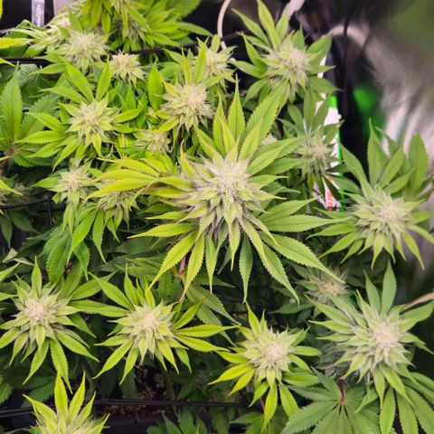 Cherry Poppers 2.1-3 growlog timeline photo
