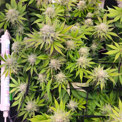Cherry Poppers 2.1-3 growlog timeline photo