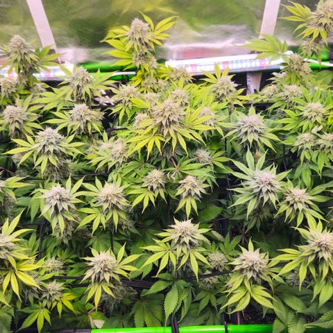 Cherry Poppers 2.1-3 growlog timeline photo