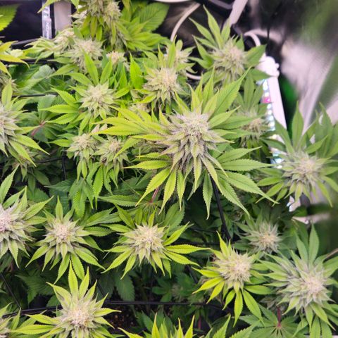Cherry Poppers 2.1-3 growlog timeline photo