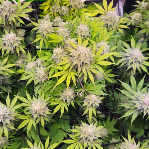 Cherry Poppers 2.1-3 growlog timeline photo