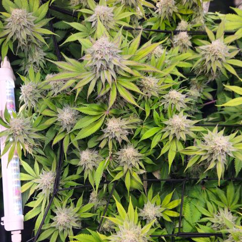 Cherry Poppers 2.1-3 growlog timeline photo