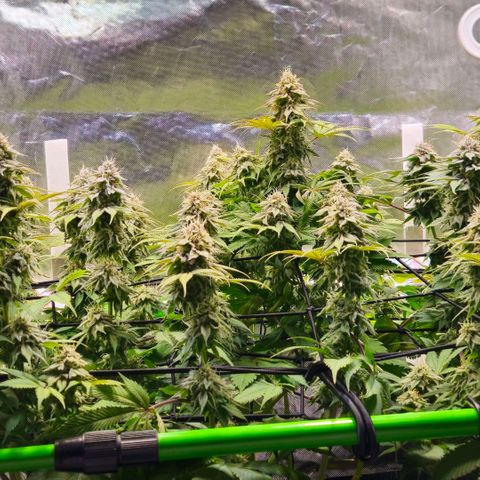 Cherry Poppers 2.1-3 growlog timeline photo
