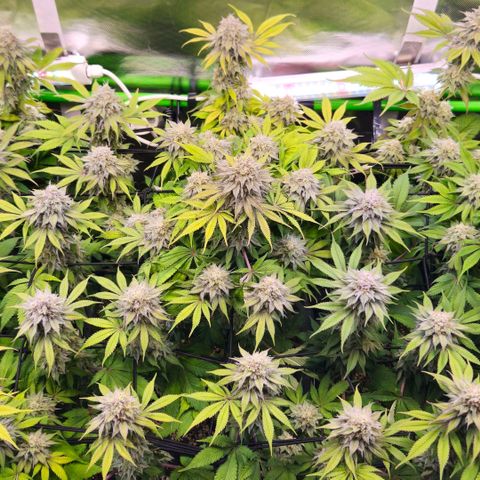 Cherry Poppers 2.1-3 growlog timeline photo