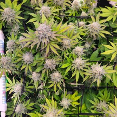 Cherry Poppers 2.1-3 growlog timeline photo