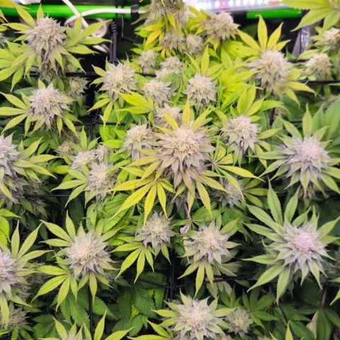 Cherry Poppers 2.1-3 growlog timeline photo