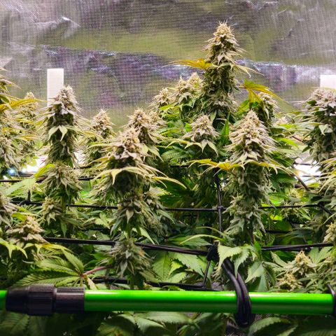 Cherry Poppers 2.1-3 growlog timeline photo