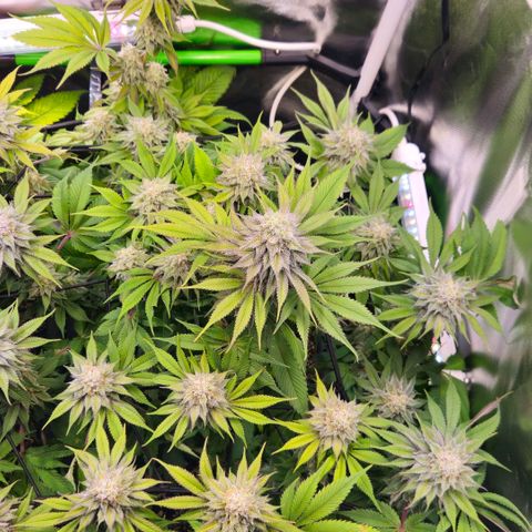 Cherry Poppers 2.1-3 growlog timeline photo