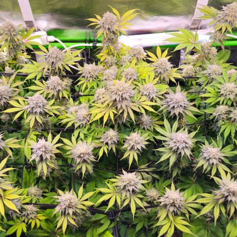 Cherry Poppers 2.1-3 growlog timeline photo