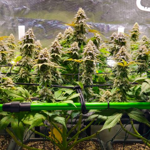 Cherry Poppers 2.1-3 growlog timeline photo