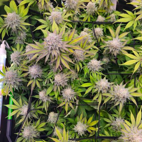 Cherry Poppers 2.1-3 growlog timeline photo