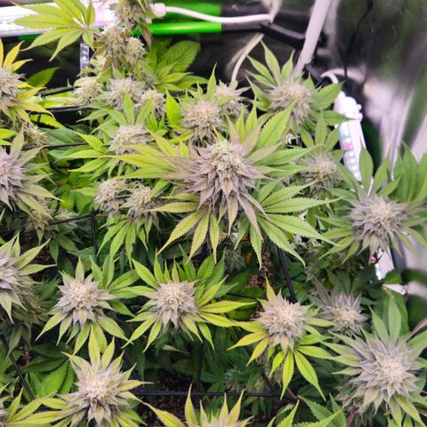 Cherry Poppers 2.1-3 growlog timeline photo