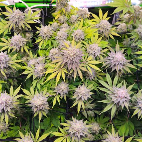 Cherry Poppers 2.1-3 growlog timeline photo