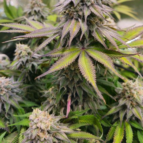 Cherry Poppers 2.1-3 growlog timeline photo