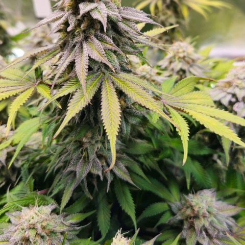 Cherry Poppers 2.1-3 growlog timeline photo