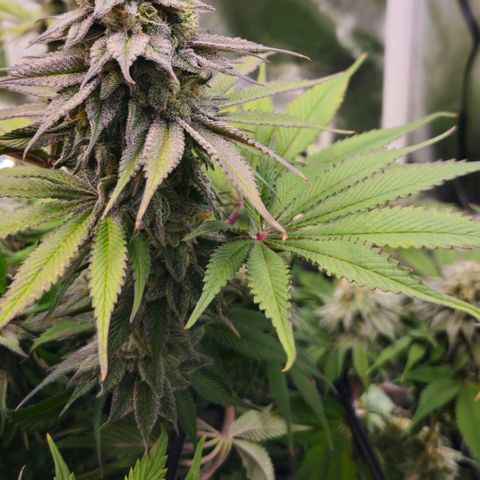 Cherry Poppers 2.1-3 growlog timeline photo