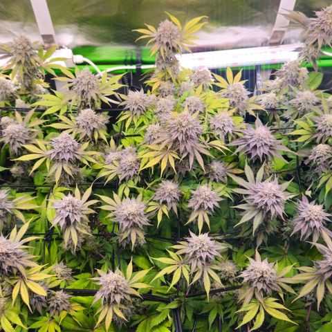 Cherry Poppers 2.1-3 growlog timeline photo