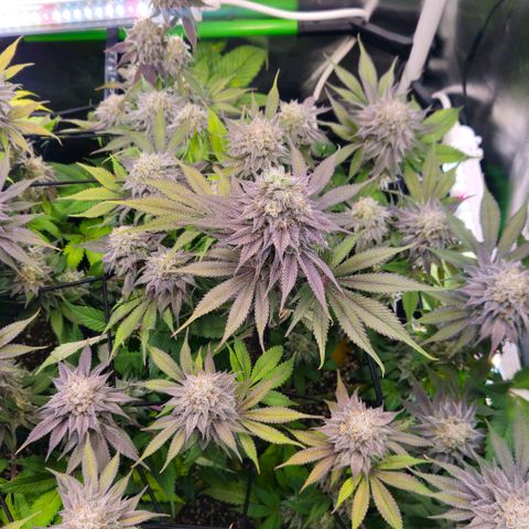 Cherry Poppers 2.1-3 growlog timeline photo
