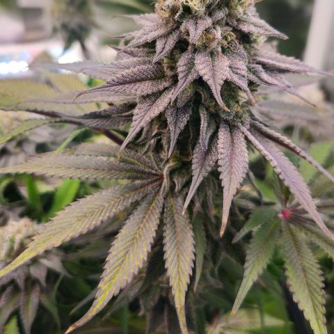 Cherry Poppers 2.1-3 growlog timeline photo