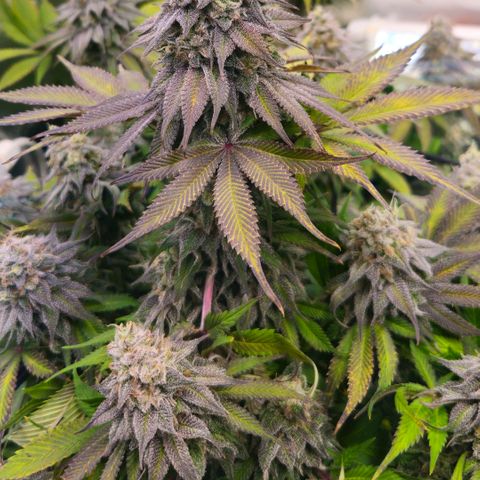 Cherry Poppers 2.1-3 growlog timeline photo
