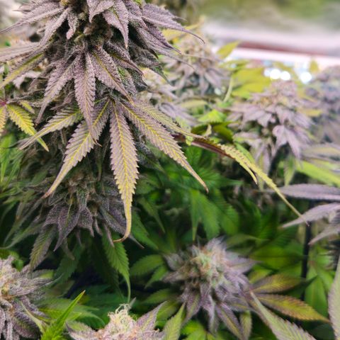 Cherry Poppers 2.1-3 growlog timeline photo