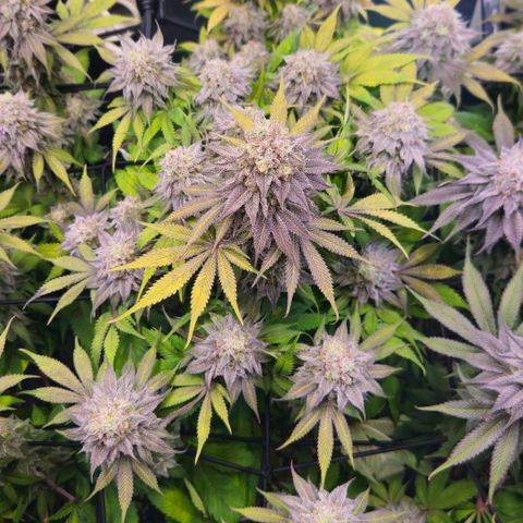 Cherry Poppers 2.1-3 growlog timeline photo