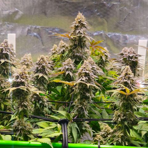 Cherry Poppers 2.1-3 growlog timeline photo