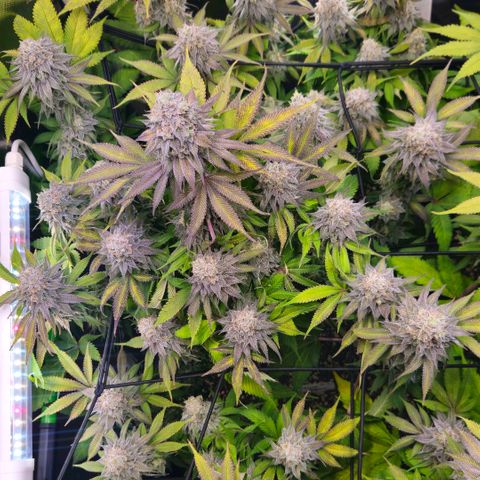Cherry Poppers 2.1-3 growlog timeline photo